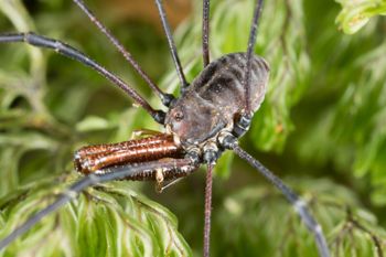 Media type: image;   Invertebrate Zoology 133453